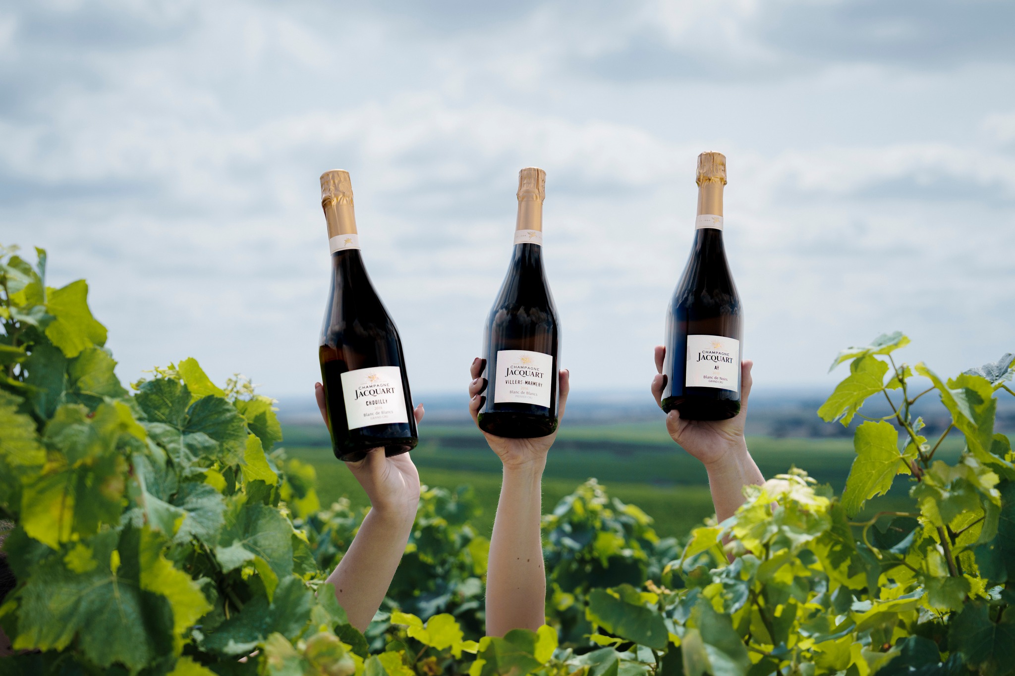 Les champagnes Blanc de blancs de la maison Jacquart
