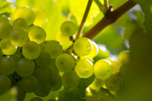 Les plus beaux champagnes Blanc de blancs