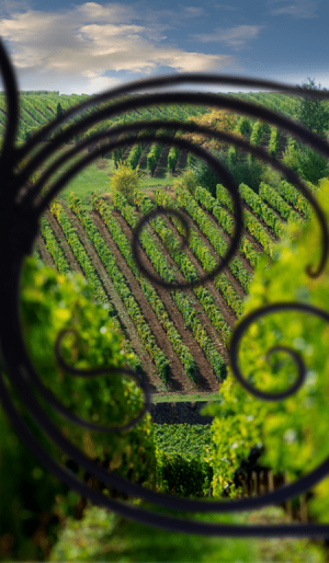 Propriete-Chateau-de-vins-de-Bordeaux-D.R.-A-de-Luze